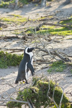 Penguen bir plajda