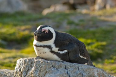 Penguenler bir kayalık plaj