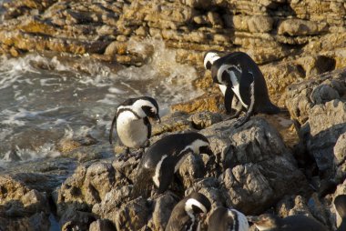 Penguenler bir kayalık plaj