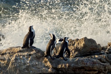 Penguenler bir kayalık plaj