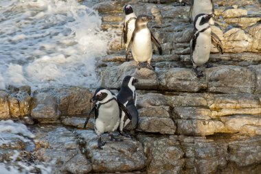 Penguenler bir kayalık plaj