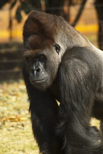 Primer plano del gorila — Foto de Stock