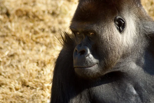 Közeli kép: gorilla — Stock Fotó
