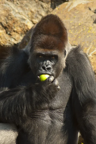 Nahaufnahme eines Gorillas, der einen Apfel isst — Stockfoto