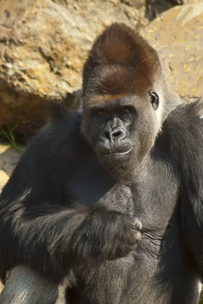 Close-up of gorilla — Stock Photo, Image