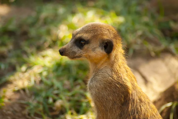 Close-up de meerkat — Fotografia de Stock