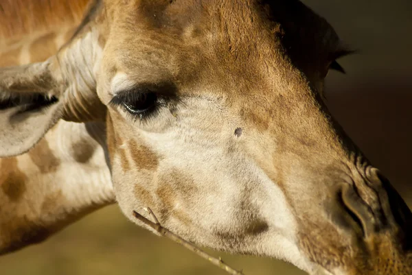 Close-up do rosto de uma girafa — Fotografia de Stock