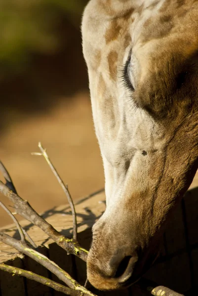 Primer plano de la cara de una jirafa —  Fotos de Stock
