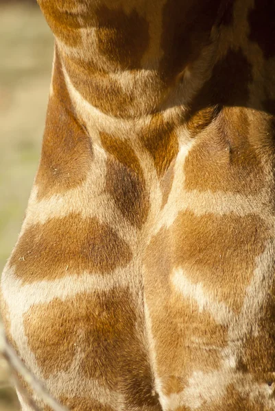 Giraffenfell — Stockfoto