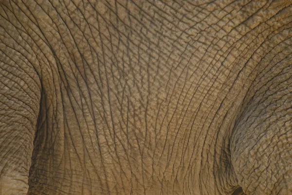 Primer plano del cuerpo de un elefante — Foto de Stock