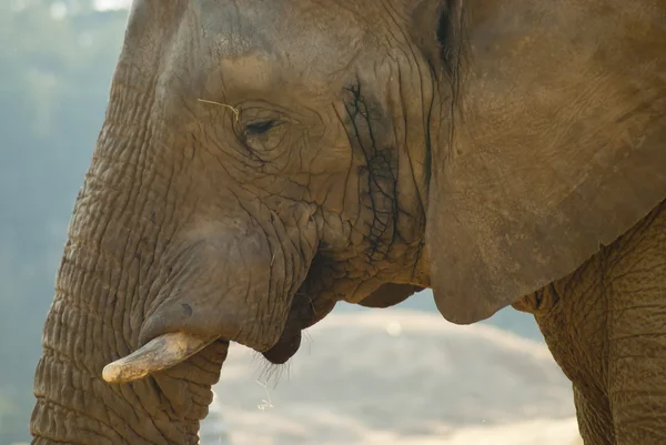 Gros plan du visage d'un éléphant — Photo