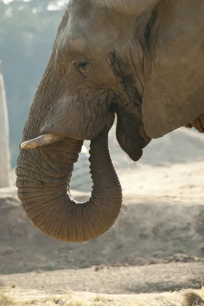 Słoń na twarzy z bliska strzał — Zdjęcie stockowe