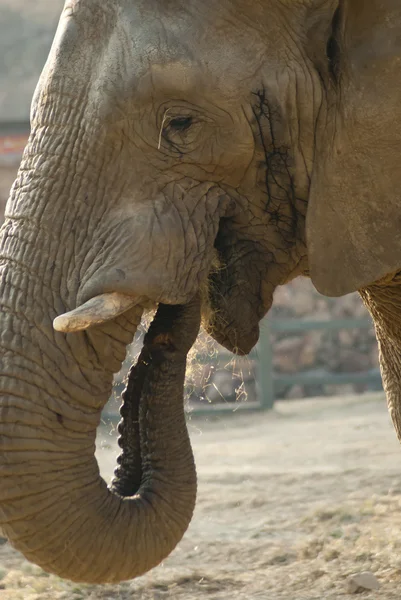 stock image Close-up shot of an elephant's face