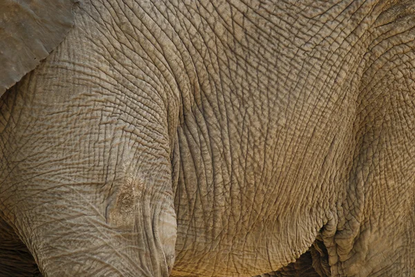 Bir filin vücut yakın çekim — Stok fotoğraf