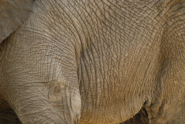 Bir filin vücut yakın çekim — Stok fotoğraf