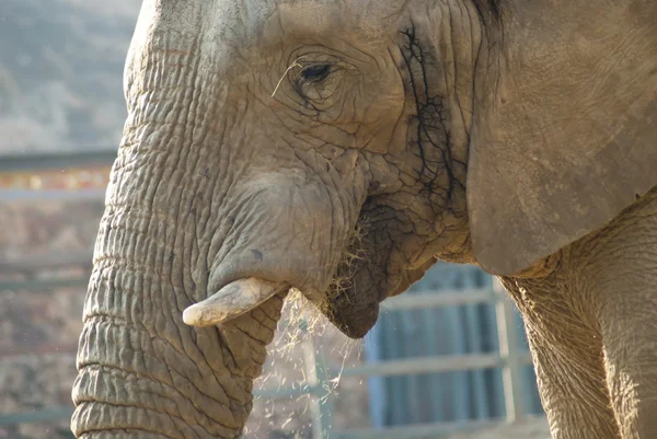 Primer plano de la cara de un elefante —  Fotos de Stock