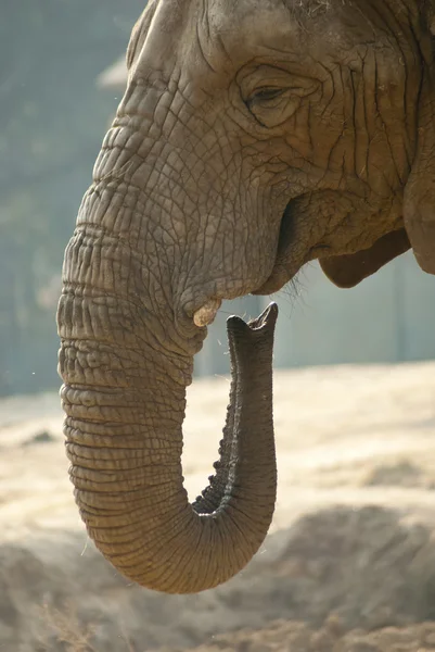 一只大象的脸的特写镜头 — 图库照片