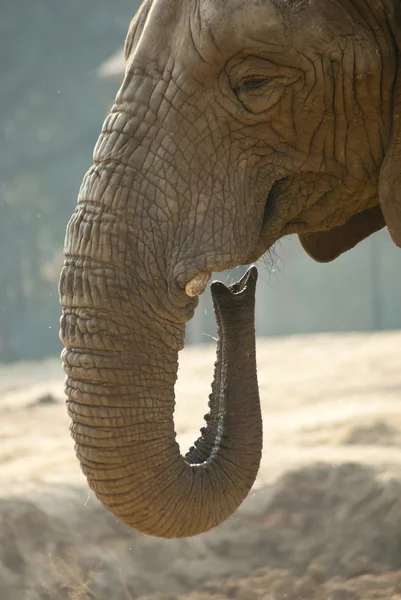 Primer plano de la cara de un elefante —  Fotos de Stock