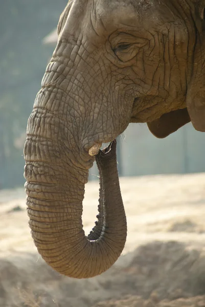 Bir filin yüz yakın çekim shot — Stok fotoğraf