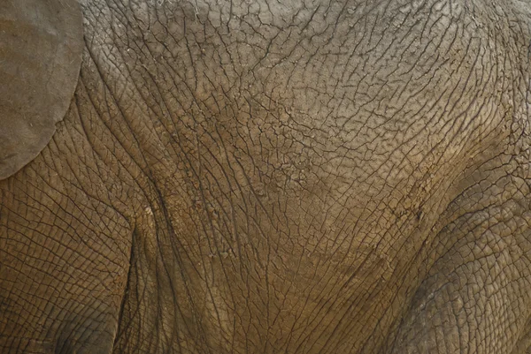 Detail sloního těla — Stock fotografie