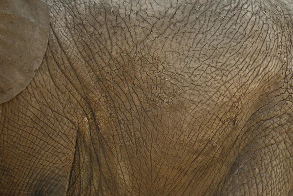 Close-up of an elephant's body — Stock Photo, Image