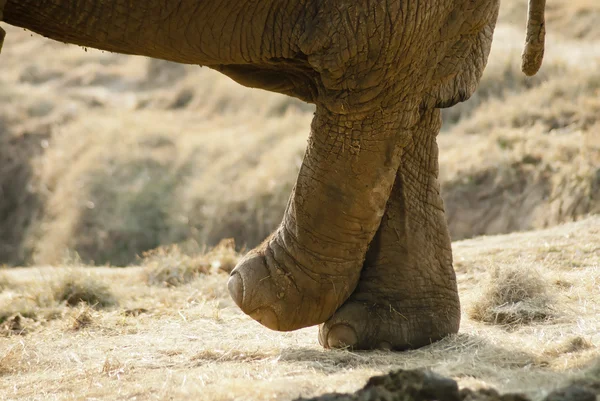 Elephant crossing legs — Stock Photo, Image