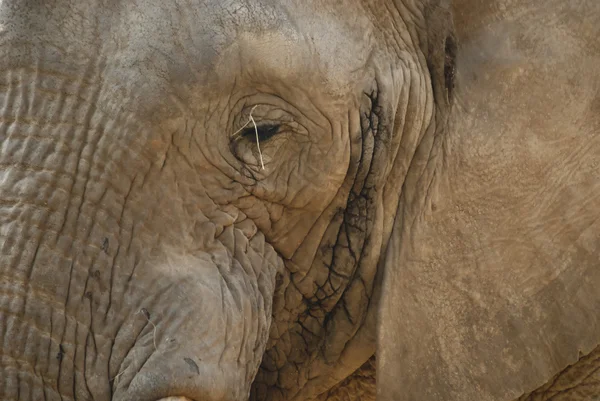 Primer plano de la cara de un elefante — Foto de Stock