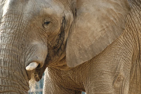 Słoń na twarzy z bliska strzał — Zdjęcie stockowe