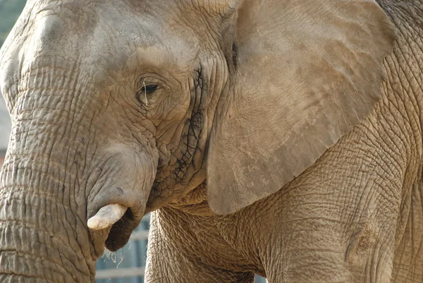 Gros plan du visage d'un éléphant — Photo