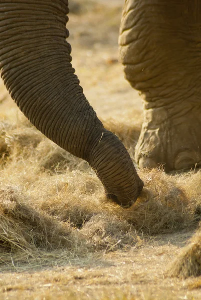 Primer plano del tronco de un elefante — Foto de Stock