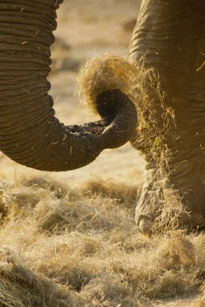 Primer plano del tronco de un elefante — Foto de Stock