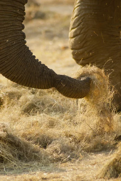 Bir fil hortumu Close-Up — Stok fotoğraf
