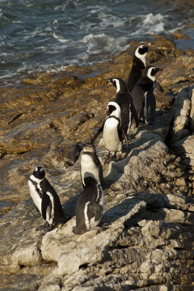 Pingouins sur une plage rocheuse — Photo