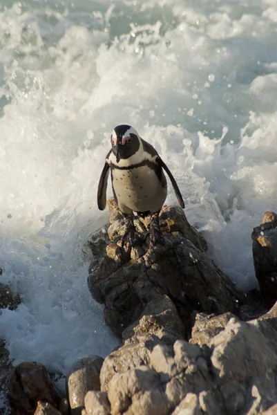 Penguins on a rocky beach — Stock Photo, Image