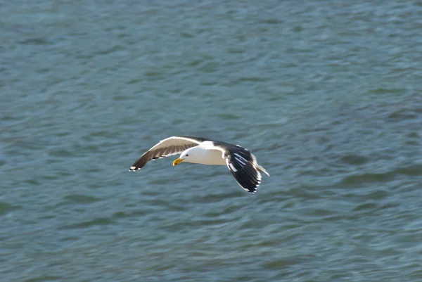 Seagull skyhöga över vatten — Stockfoto