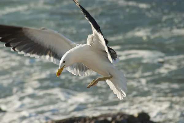 Seagull landing op rotsen — Stockfoto