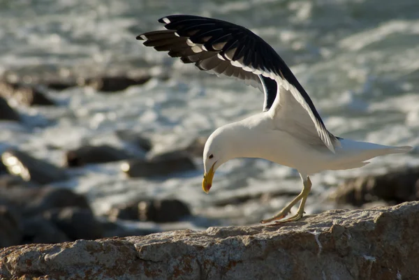 Seagull landing op rotsen — Stockfoto