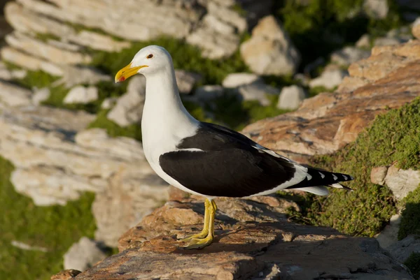 Seagull on rocks — Stock Photo, Image