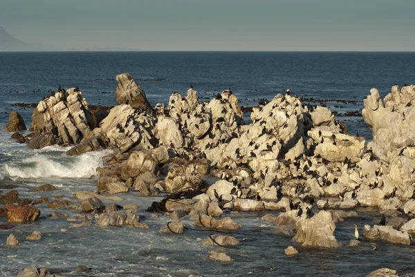 海鸥在岩石的海滩上 — 图库照片