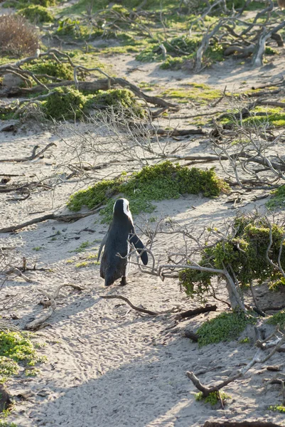 Pingwin na plaży — Zdjęcie stockowe