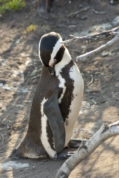Пингвины на скалистом пляже — стоковое фото