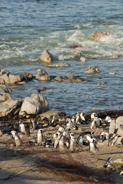 企鹅在岩石的海滩上 — 图库照片