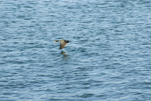 Gaviota volando sobre el agua — Foto de Stock