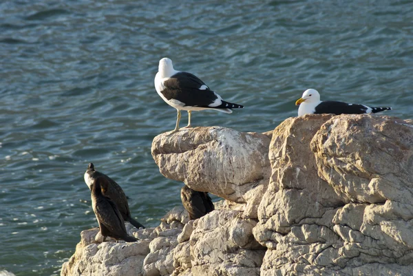 Seagulls and penguins on rocks — Stock Photo, Image
