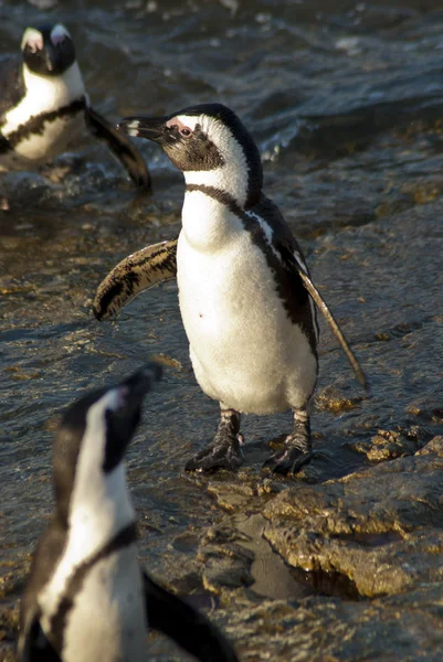 Pingviner på en stenig strand — Stockfoto