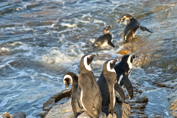 stock image Penguins on a rocky beach