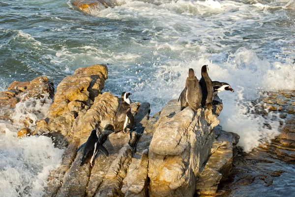 Pingouins sur une plage rocheuse — Photo