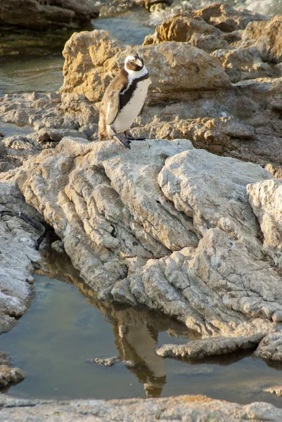 Penguen bir kayalık plaj — Stok fotoğraf