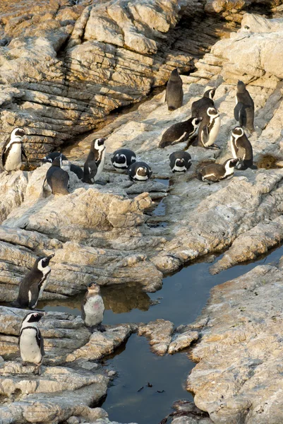 Penguins on a rocky beach — Stock Photo, Image