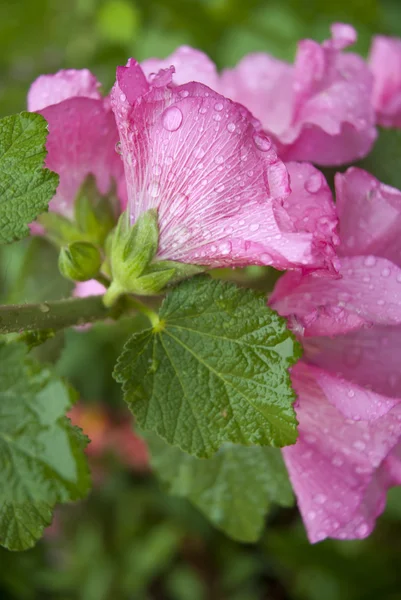 stock image Pink flower covered in droplets